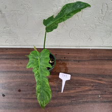 Load image into Gallery viewer, #D13 Philodendron Golden Dragon