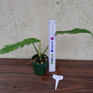 #D13 Philodendron Golden Dragon