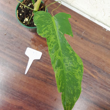 Load image into Gallery viewer, #D13 Philodendron Golden Dragon