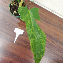 Load image into Gallery viewer, #D13 Philodendron Golden Dragon