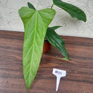 #H11 Anthurium Truncicola x 'Dark Night'