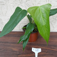 Load image into Gallery viewer, #i62 Two x Headed Anthurium Truncicola x &#39;Dark Night&#39;