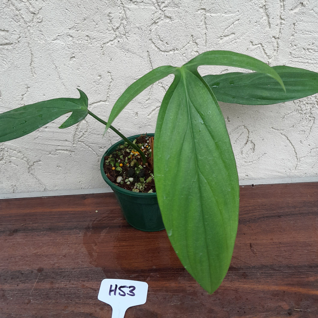 #H53 Philodendron Werkhoveniae