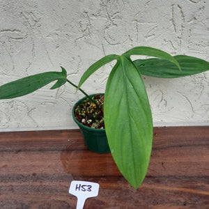 #H53 Philodendron Werkhoveniae