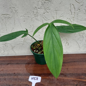 #H53 Philodendron Werkhoveniae