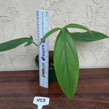 Load image into Gallery viewer, #H53 Philodendron Werkhoveniae