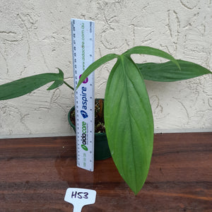#H53 Philodendron Werkhoveniae