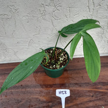 Load image into Gallery viewer, #H53 Philodendron Werkhoveniae