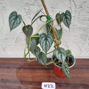 #H22 Philodendron Brandtianum
