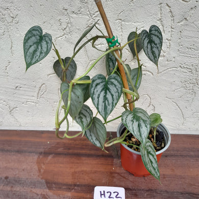 #H22 Philodendron Brandtianum