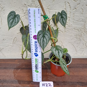 #H22 Philodendron Brandtianum