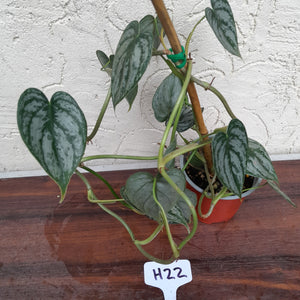 #H22 Philodendron Brandtianum