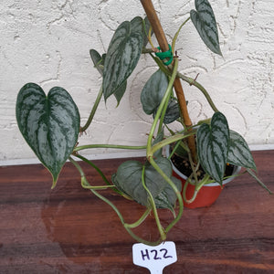 #H22 Philodendron Brandtianum