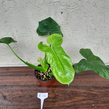 Load image into Gallery viewer, #i13 Philodendron Rothschuhianum