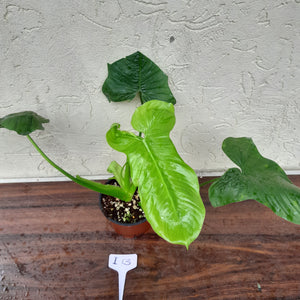 #i13 Philodendron Rothschuhianum