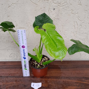 #i13 Philodendron Rothschuhianum