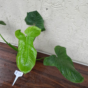 #i13 Philodendron Rothschuhianum