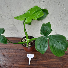 Load image into Gallery viewer, #i13 Philodendron Rothschuhianum