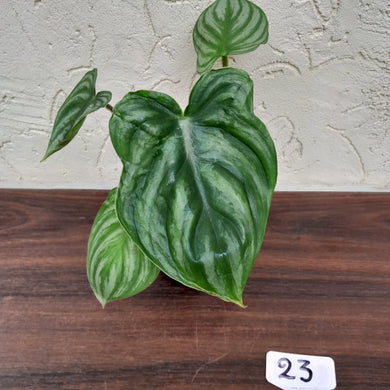 #23 Philodendron Plowmanii - Round Form