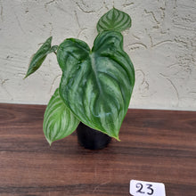 Load image into Gallery viewer, #23 Philodendron Plowmanii - Round Form