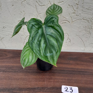 #23 Philodendron Plowmanii - Round Form