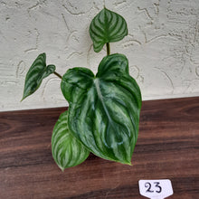 Load image into Gallery viewer, #23 Philodendron Plowmanii - Round Form