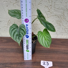 Load image into Gallery viewer, #23 Philodendron Plowmanii - Round Form