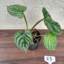 Load image into Gallery viewer, #23 Philodendron Plowmanii - Round Form