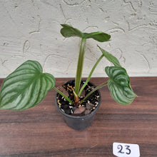 Load image into Gallery viewer, #23 Philodendron Plowmanii - Round Form