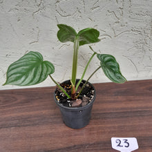 Load image into Gallery viewer, #23 Philodendron Plowmanii - Round Form