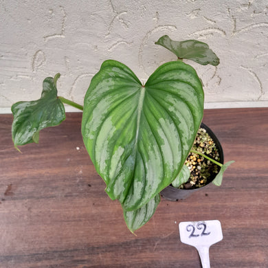 #22 Philodendron Silver Cloud