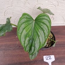 Load image into Gallery viewer, #22 Philodendron Silver Cloud