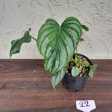 Load image into Gallery viewer, #22 Philodendron Silver Cloud