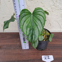 Load image into Gallery viewer, #22 Philodendron Silver Cloud