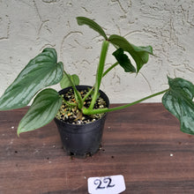 Load image into Gallery viewer, #22 Philodendron Silver Cloud