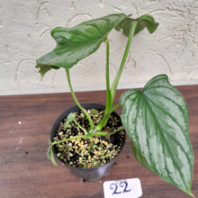 Load image into Gallery viewer, #22 Philodendron Silver Cloud
