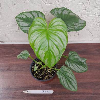 #713 Philodendron Silver Cloud