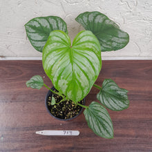 Load image into Gallery viewer, #713 Philodendron Silver Cloud