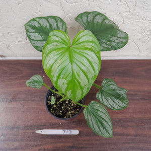 #713 Philodendron Silver Cloud