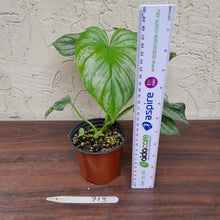 Load image into Gallery viewer, #713 Philodendron Silver Cloud