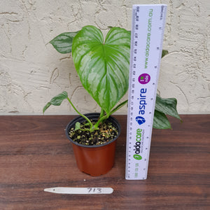#713 Philodendron Silver Cloud