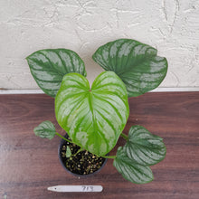 Load image into Gallery viewer, #713 Philodendron Silver Cloud