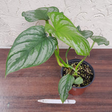 Load image into Gallery viewer, #713 Philodendron Silver Cloud