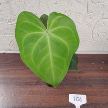 Load image into Gallery viewer, #106 Anthurium Leuconeurum