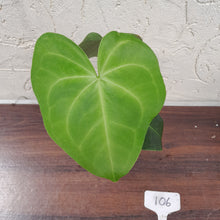 Load image into Gallery viewer, #106 Anthurium Leuconeurum