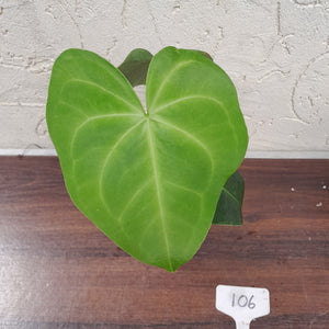 #106 Anthurium Leuconeurum