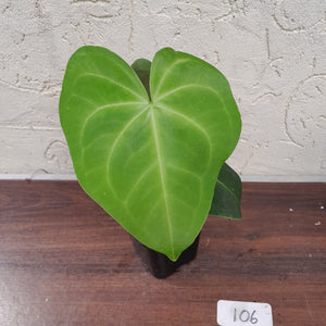 #106 Anthurium Leuconeurum