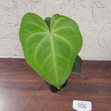 Load image into Gallery viewer, #106 Anthurium Leuconeurum