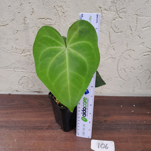 #106 Anthurium Leuconeurum