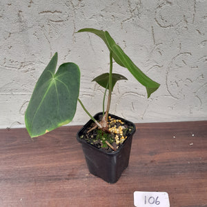 #106 Anthurium Leuconeurum